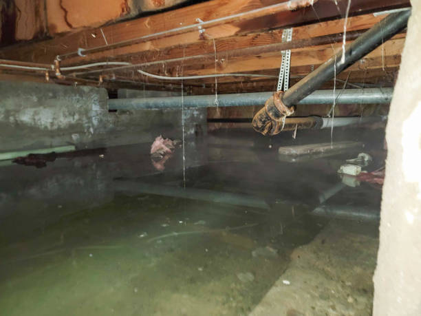 Best Water damage restoration specialists  in Castle Hills, TX